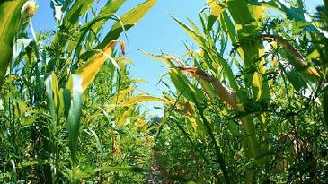 biofuel%20besustainable_com%20400x263