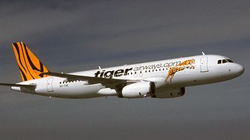 Tiger380x263