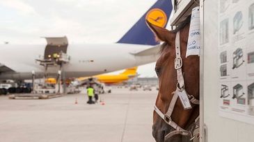 Horses_on_LH_Cargo_400